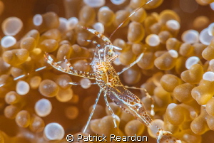 Gold spotted anemone shrimp.  Nikon  105 mm and SubSea 5X... by Patrick Reardon 
